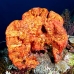 sponge_orange_pc_v_0705_png2012.jpg